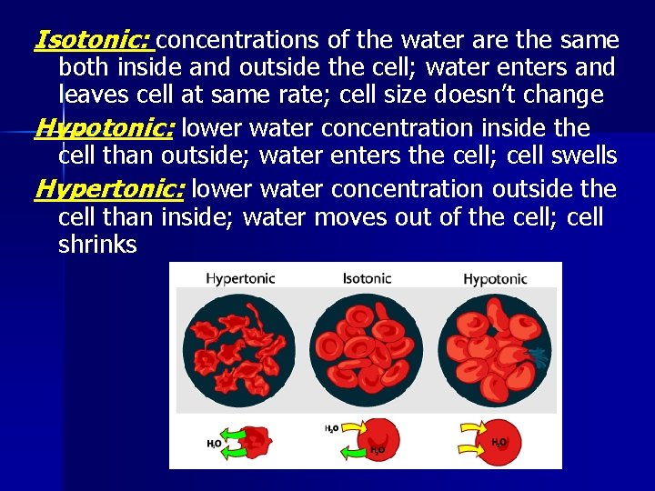 Isotonic: concentrations of the water are the same both inside and outside the cell;