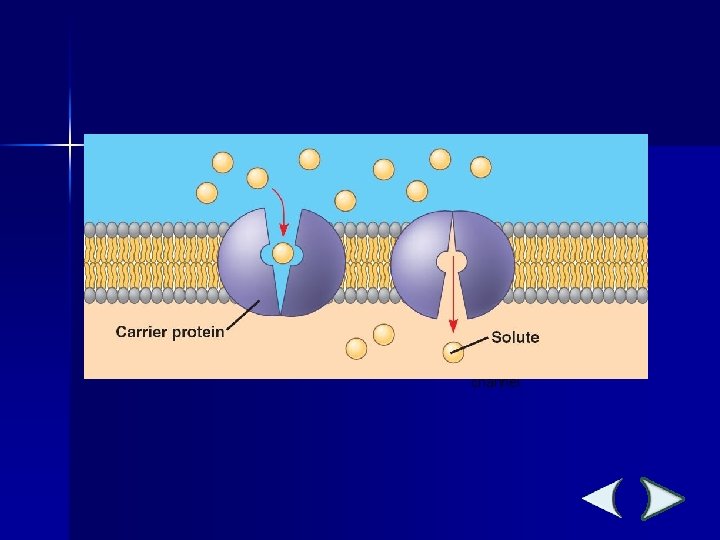 Section 7 -3 Protein channel 