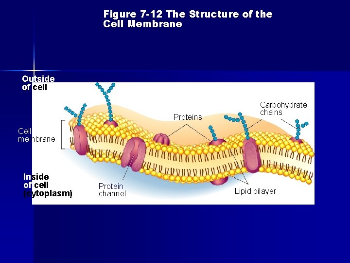 Figure 7 -12 The Structure of the Cell Membrane Section 7 -3 Outside of