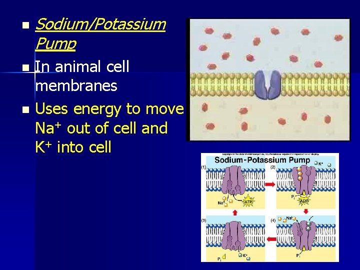 n Sodium/Potassium Pump In animal cell membranes n Uses energy to move Na+ out