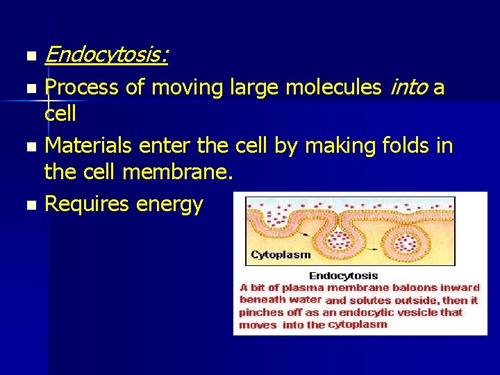 n Endocytosis: Process of moving large molecules into a cell n Materials enter the