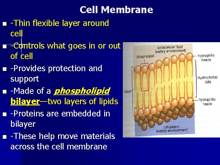 Cell Membrane n n n -Thin flexible layer around cell -Controls what goes in