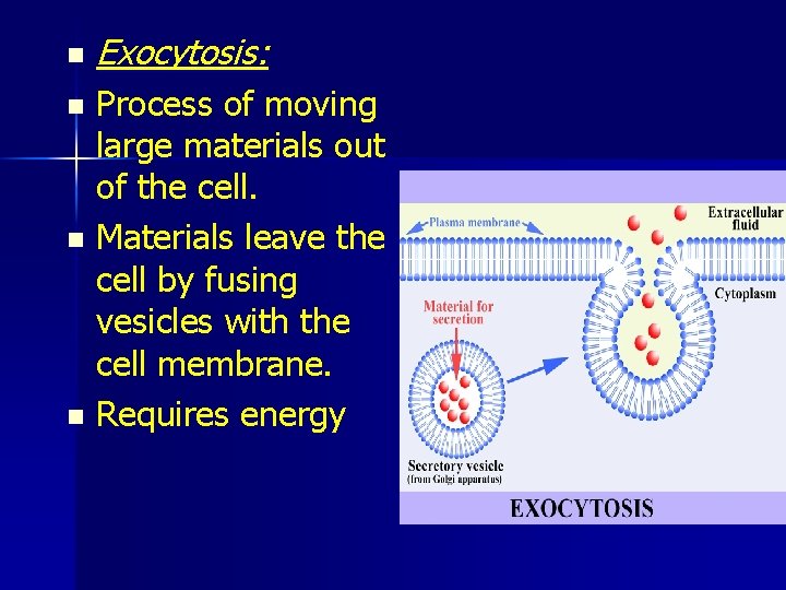 n Exocytosis: Process of moving large materials out of the cell. n Materials leave