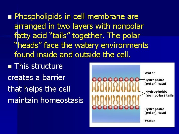 Phospholipids in cell membrane arranged in two layers with nonpolar fatty acid “tails” together.