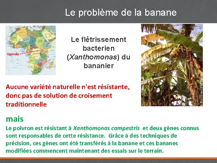 Le problème de la banane Le flétrissement bacterien (Xanthomonas) du bananier Aucune variété naturelle