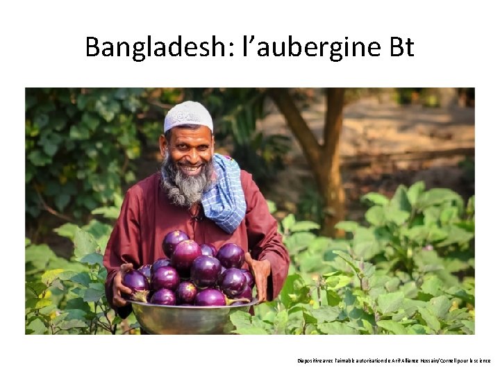 Bangladesh: l’aubergine Bt Diapositive avec l'aimable autorisation de Arif Alliance Hossain/Cornell pour la science