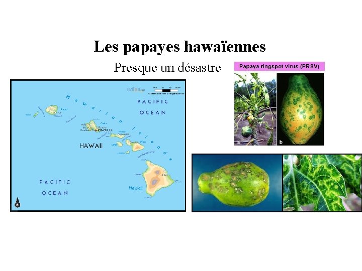 Les papayes hawaïennes Presque un désastre 