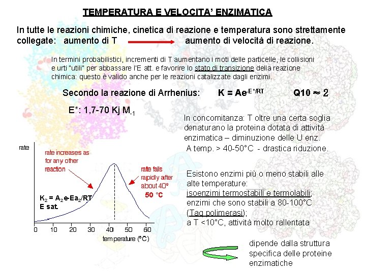 TEMPERATURA E VELOCITA’ ENZIMATICA In tutte le reazioni chimiche, cinetica di reazione e temperatura