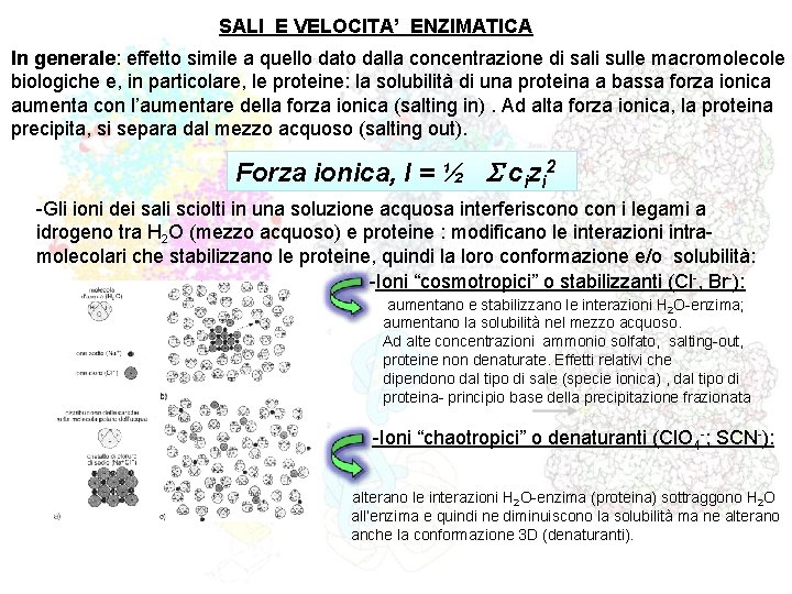 SALI E VELOCITA’ ENZIMATICA In generale: effetto simile a quello dato dalla concentrazione di