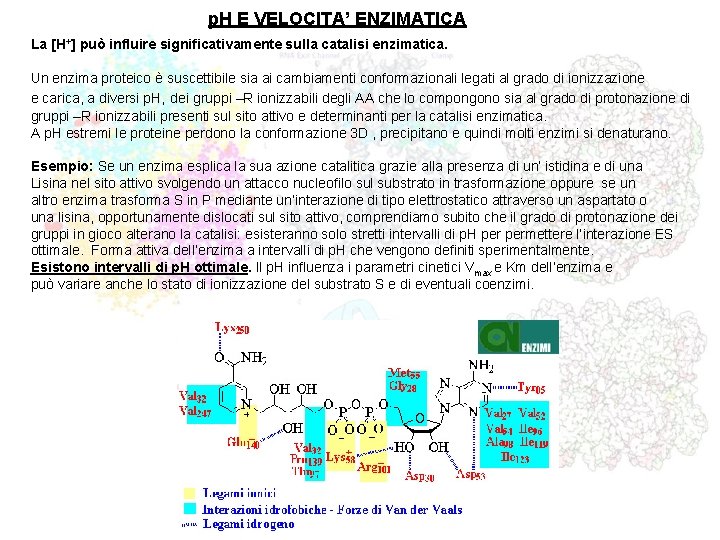 p. H E VELOCITA’ ENZIMATICA La [H+] può influire significativamente sulla catalisi enzimatica. Un