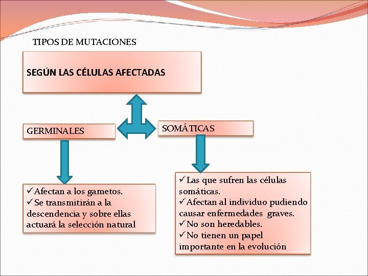 TIPOS DE MUTACIONES SEGÚN LAS CÉLULAS AFECTADAS GERMINALES üAfectan a los gametos. üSe transmitirán