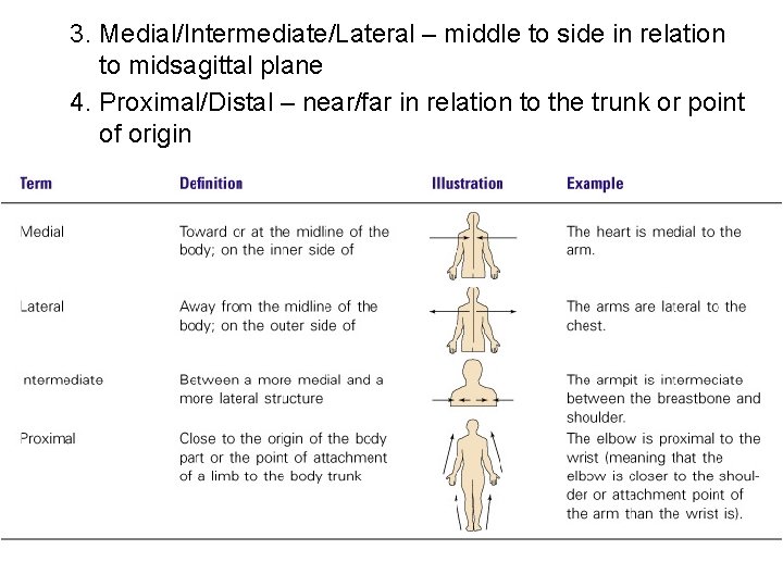 3. Medial/Intermediate/Lateral – middle to side in relation to midsagittal plane 4. Proximal/Distal –