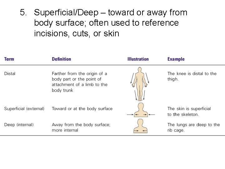 5. Superficial/Deep – toward or away from body surface; often used to reference incisions,