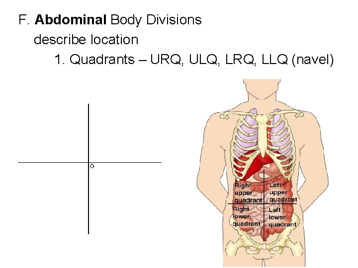F. Abdominal Body Divisions describe location 1. Quadrants – URQ, ULQ, LRQ, LLQ (navel)