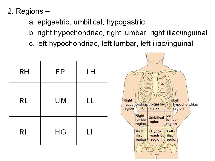 2. Regions – a. epigastric, umbilical, hypogastric b. right hypochondriac, right lumbar, right iliac/inguinal