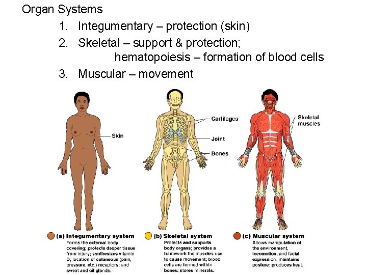 Organ Systems 1. Integumentary – protection (skin) 2. Skeletal – support & protection; hematopoiesis