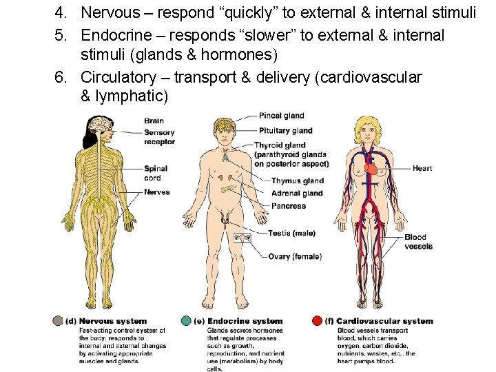 4. Nervous – respond “quickly” to external & internal stimuli 5. Endocrine – responds