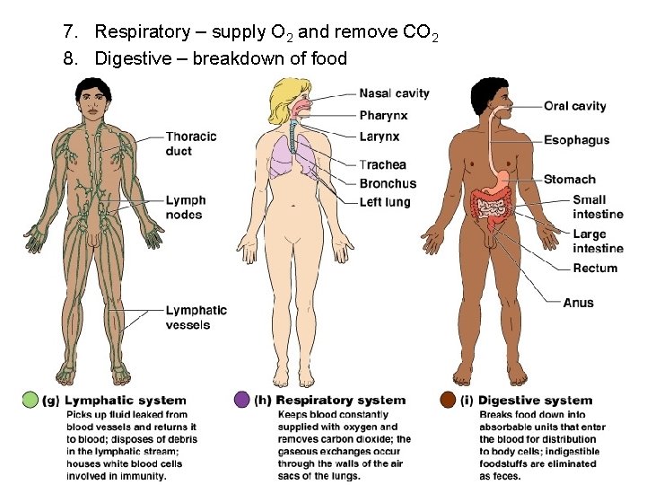 7. Respiratory – supply O 2 and remove CO 2 8. Digestive – breakdown