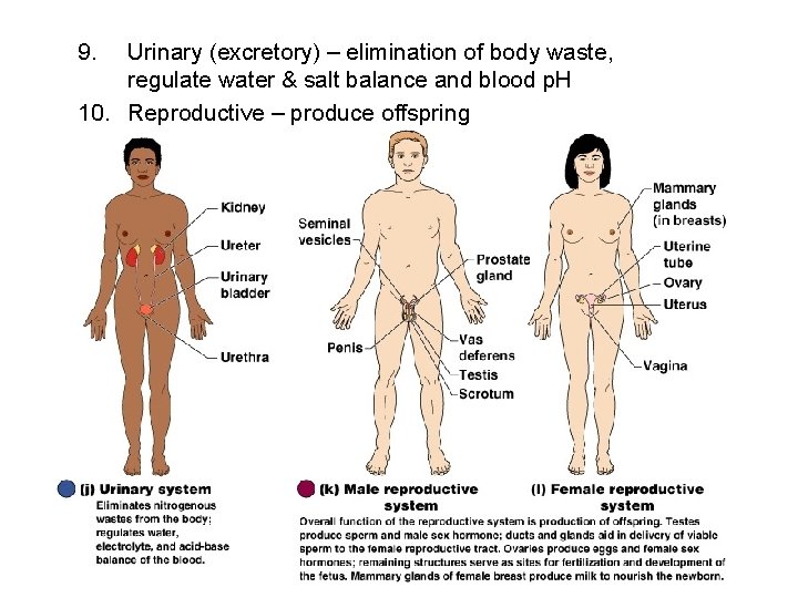 9. Urinary (excretory) – elimination of body waste, regulate water & salt balance and