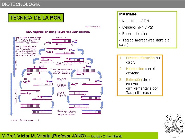 BIOTECNOLOGÍA TÉCNICA DE LA PCR Materiales • Muestra de ADN • Cebador (P 1