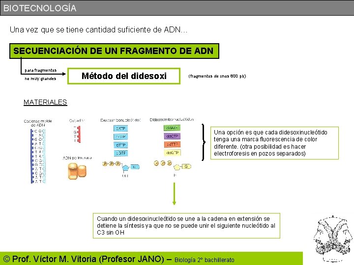 BIOTECNOLOGÍA Una vez que se tiene cantidad suficiente de ADN… SECUENCIACIÓN DE UN FRAGMENTO