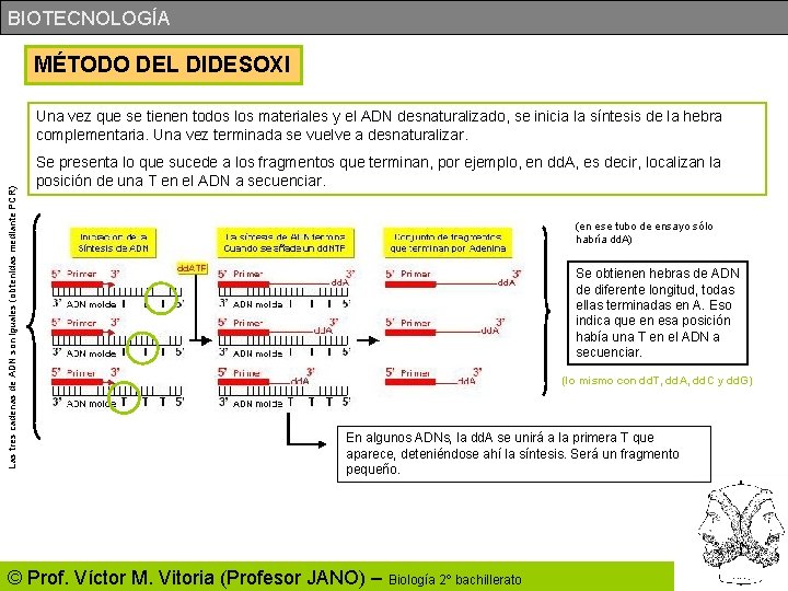 BIOTECNOLOGÍA MÉTODO DEL DIDESOXI Las tres cadenas de ADN son iguales (obtenidas mediante PCR)