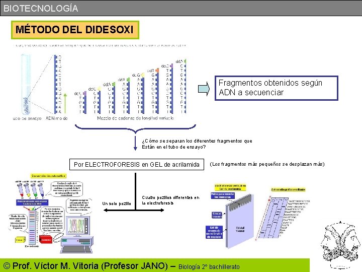 BIOTECNOLOGÍA MÉTODO DEL DIDESOXI Fragmentos obtenidos según ADN a secuenciar ¿Cómo se separan los