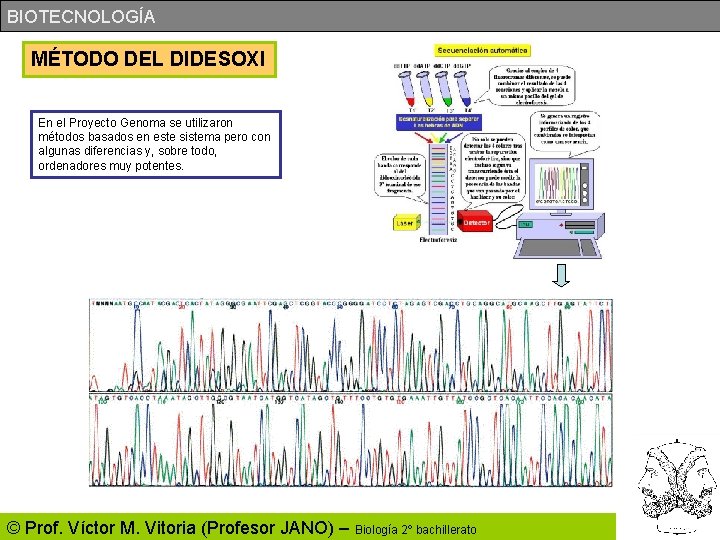 BIOTECNOLOGÍA MÉTODO DEL DIDESOXI En el Proyecto Genoma se utilizaron métodos basados en este