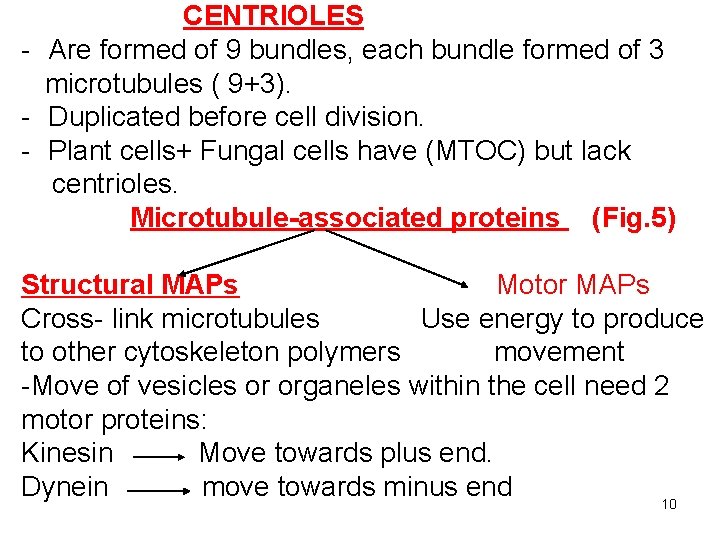 CENTRIOLES - Are formed of 9 bundles, each bundle formed of 3 microtubules (