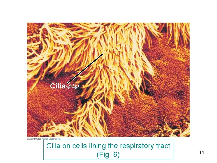 Cilia ﺃﻬﺪﺍﺏ Cilia on cells lining the respiratory tract (Fig. 6) 14 