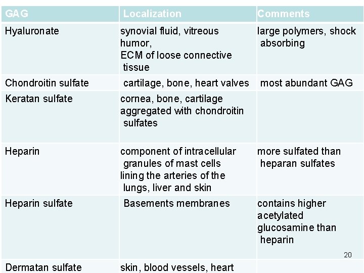 GAG Localization Comments Hyaluronate synovial fluid, vitreous humor, ECM of loose connective tissue large