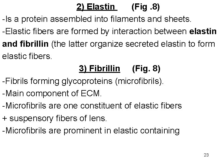 2) Elastin (Fig. 8) -Is a protein assembled into filaments and sheets. -Elastic fibers