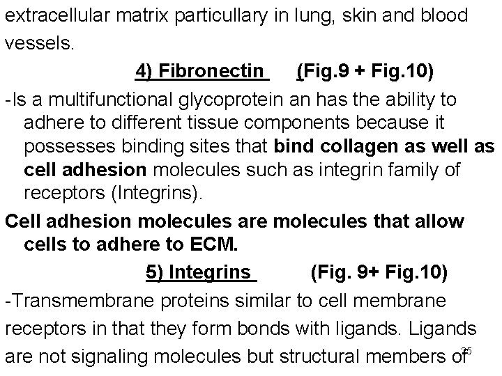 extracellular matrix particullary in lung, skin and blood vessels. 4) Fibronectin (Fig. 9 +