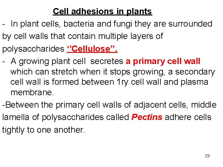 Cell adhesions in plants - In plant cells, bacteria and fungi they are surrounded