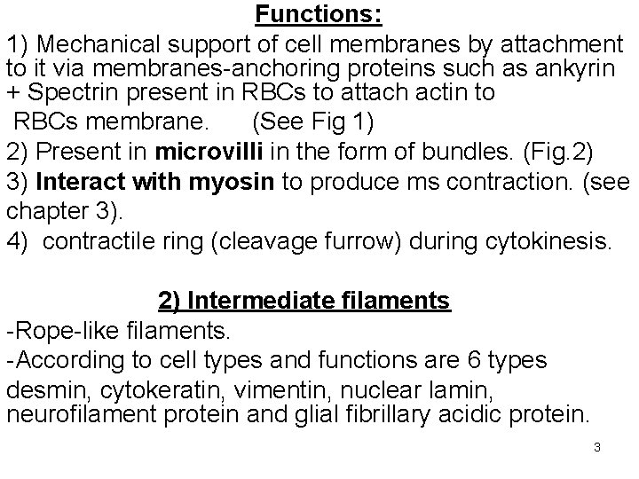 Functions: 1) Mechanical support of cell membranes by attachment to it via membranes-anchoring proteins