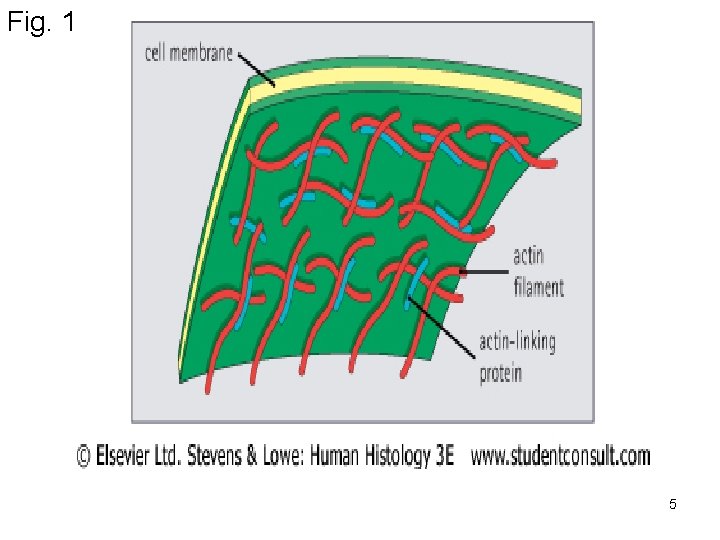 Fig. 1 5 