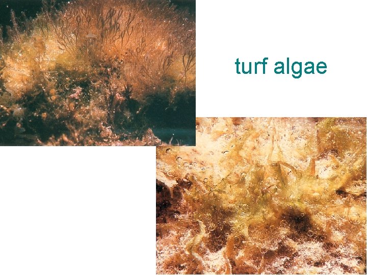 turf algae 