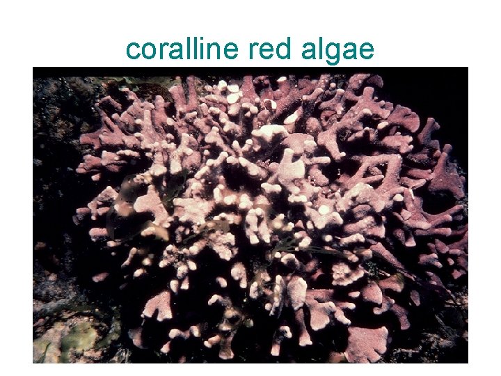 coralline red algae 