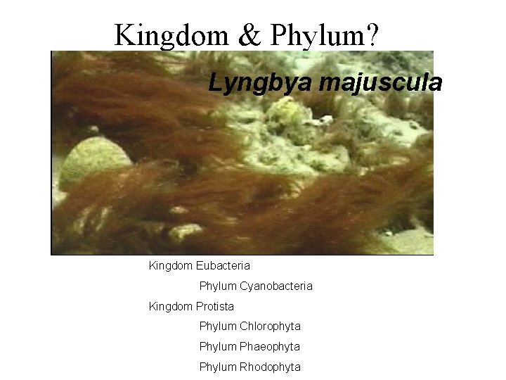 Kingdom & Phylum? Lyngbya majuscula Kingdom Eubacteria Phylum Cyanobacteria Kingdom Protista Phylum Chlorophyta Phylum