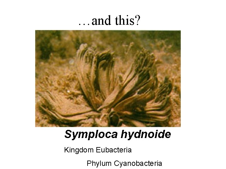 …and this? Symploca hydnoide Kingdom Eubacteria Phylum Cyanobacteria 