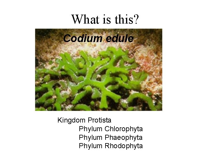 What is this? Codium edule Kingdom Protista Phylum Chlorophyta Phylum Phaeophyta Phylum Rhodophyta 