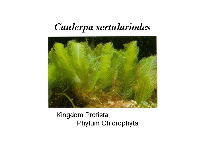 Caulerpa sertulariodes Kingdom Protista Phylum Chlorophyta 