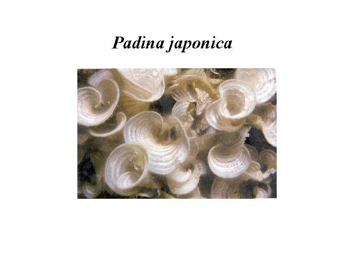 Padina japonica 