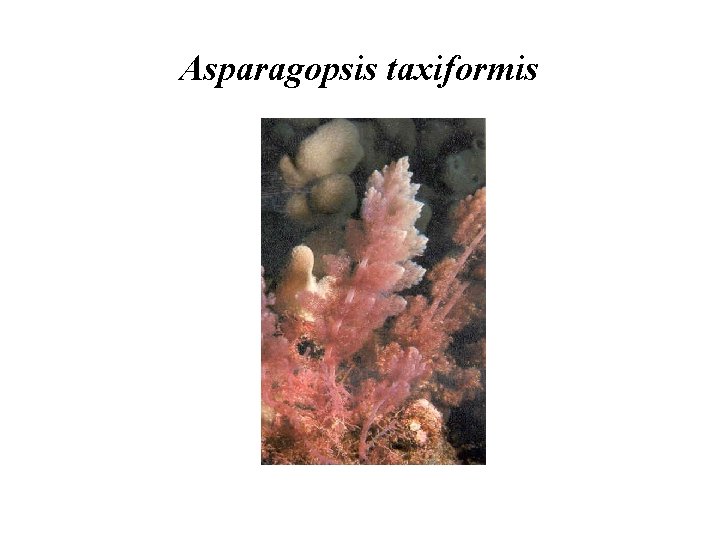 Asparagopsis taxiformis 