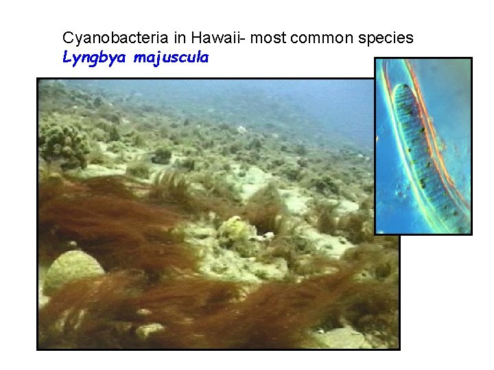 Cyanobacteria in Hawaii- most common species Lyngbya majuscula 