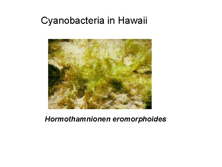 Cyanobacteria in Hawaii Hormothamnionen eromorphoides 