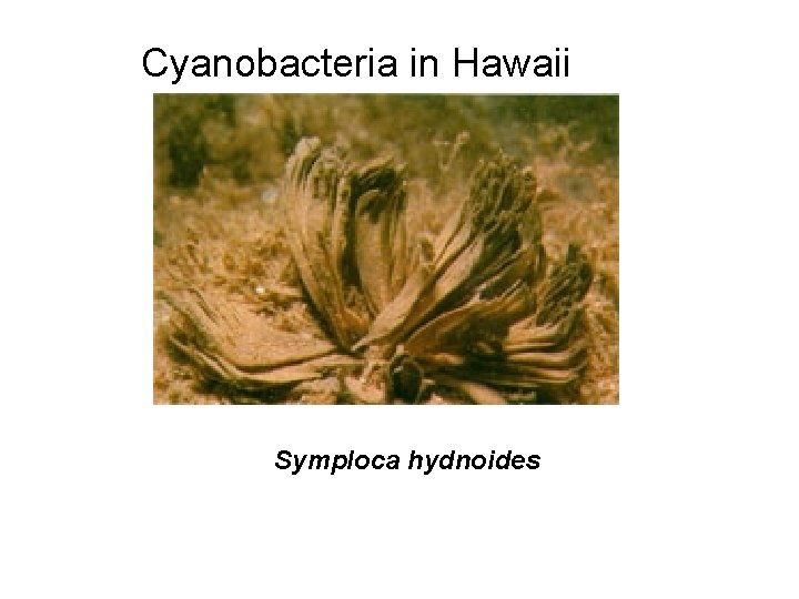 Cyanobacteria in Hawaii Symploca hydnoides 