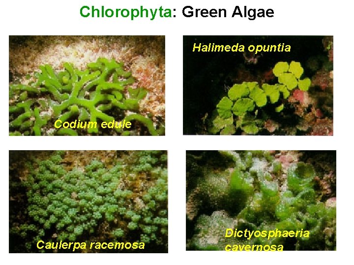 Chlorophyta: Green Algae Halimeda opuntia Codium edule Caulerpa racemosa Dictyosphaeria cavernosa 