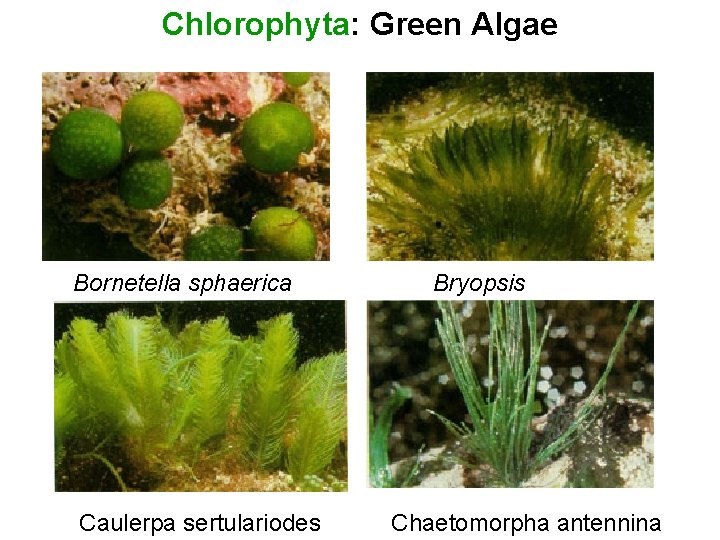 Chlorophyta: Green Algae Bornetella sphaerica Caulerpa sertulariodes Bryopsis Chaetomorpha antennina 