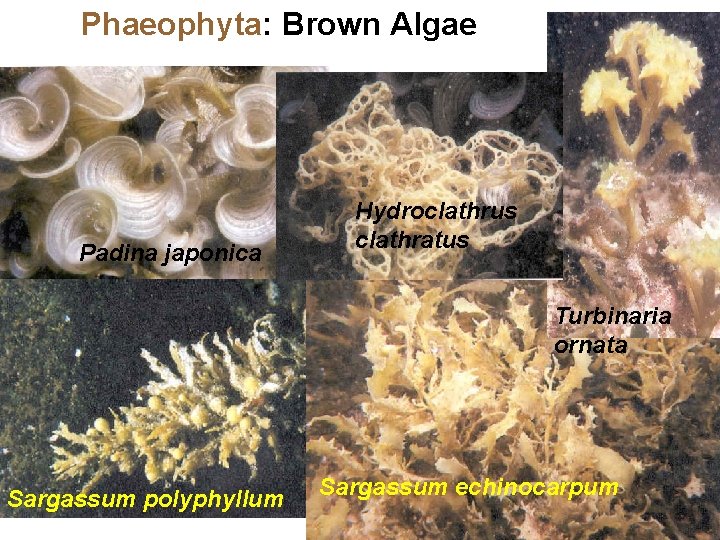 Phaeophyta: Brown Algae Padina japonica Hydroclathrus clathratus Turbinaria ornata Sargassum polyphyllum Sargassum echinocarpum 